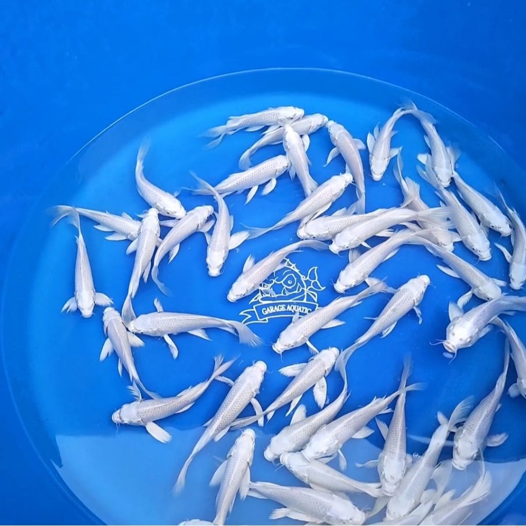 (INSTANT) IKAN KOI PLATINUM SLAYER KUMPAI IKAN HIAS AQUARIUM KOLAM
