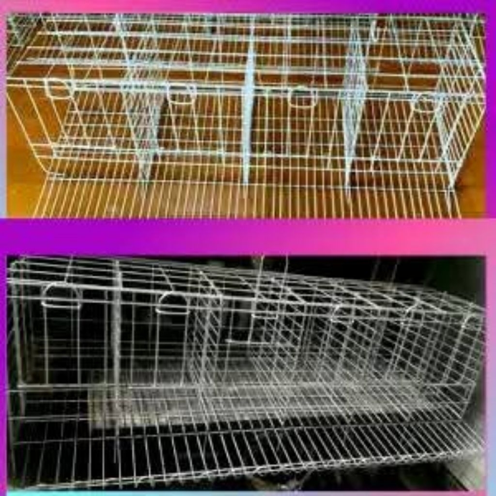 Galvanis kandang Ayam petelur Pintu 6 Isi 6