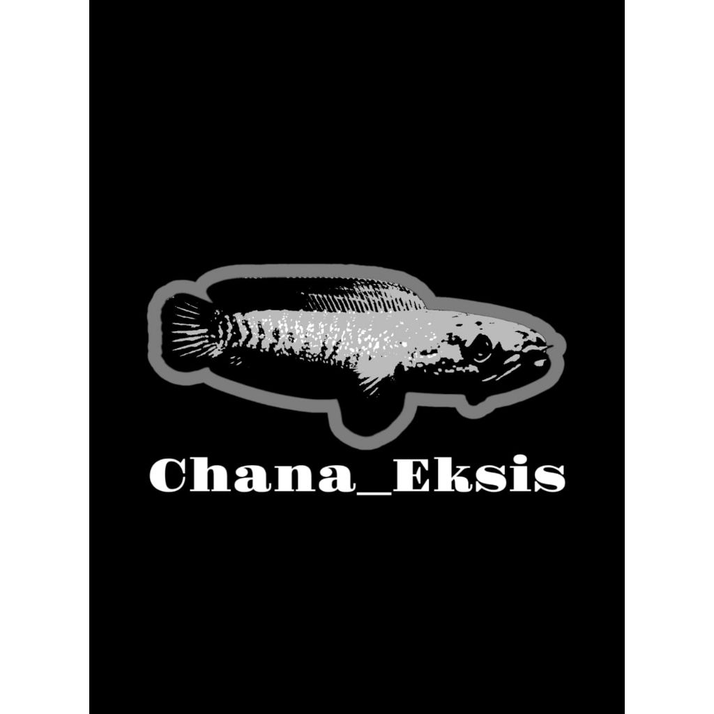 limbata golden xiantic 6-7cm