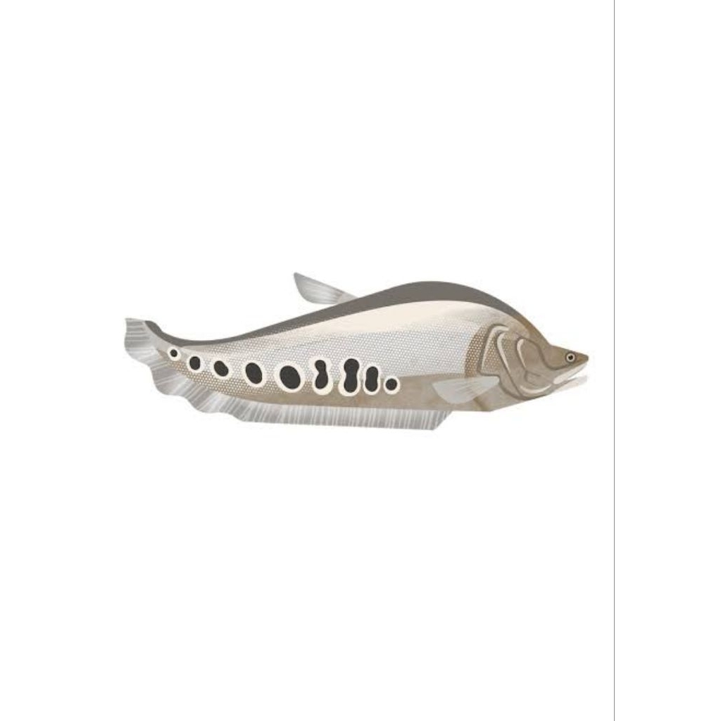 hiasan akuarium belida bangkok