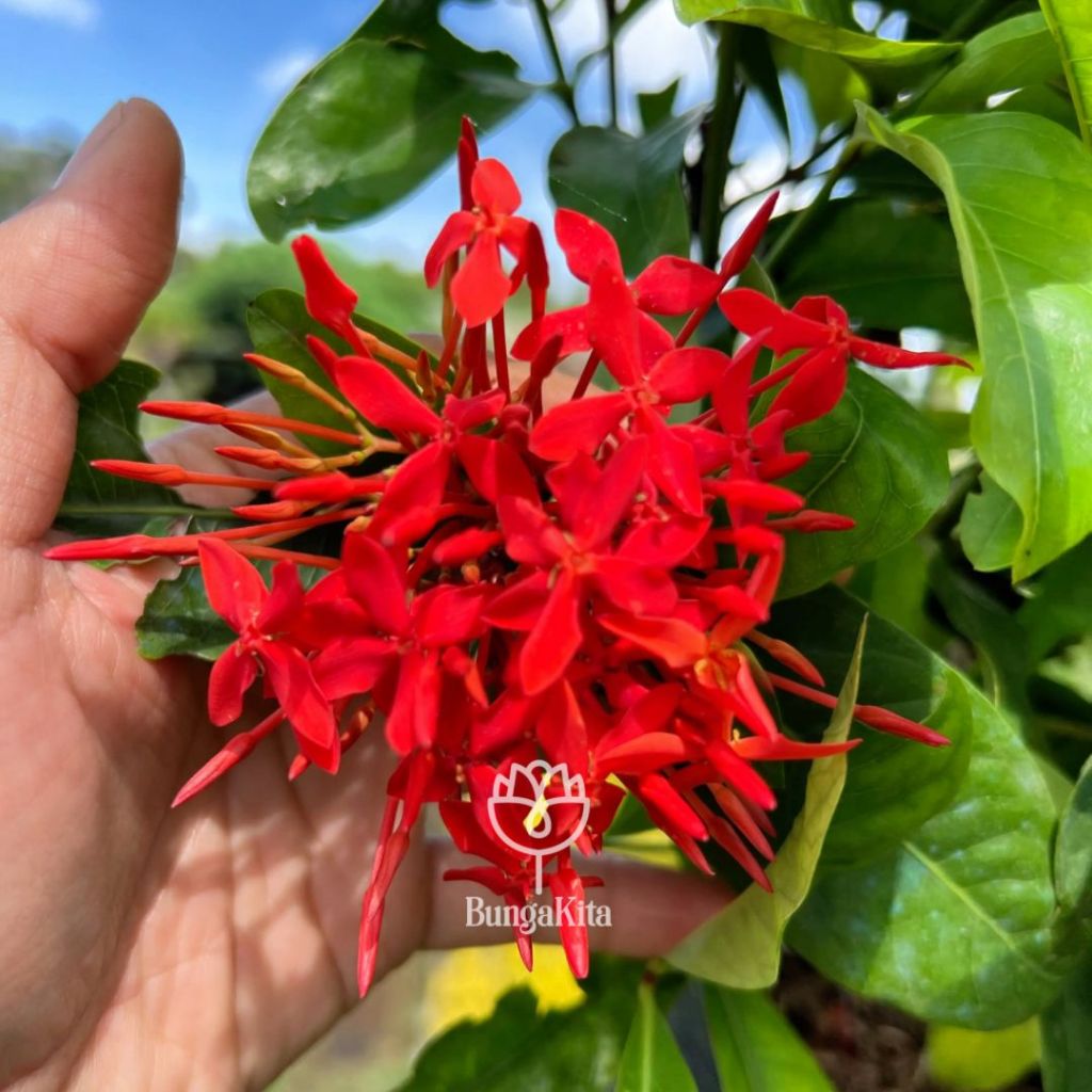 Tanaman Hias Bunga Soka Merah Bangkok Ukuran Dewasa