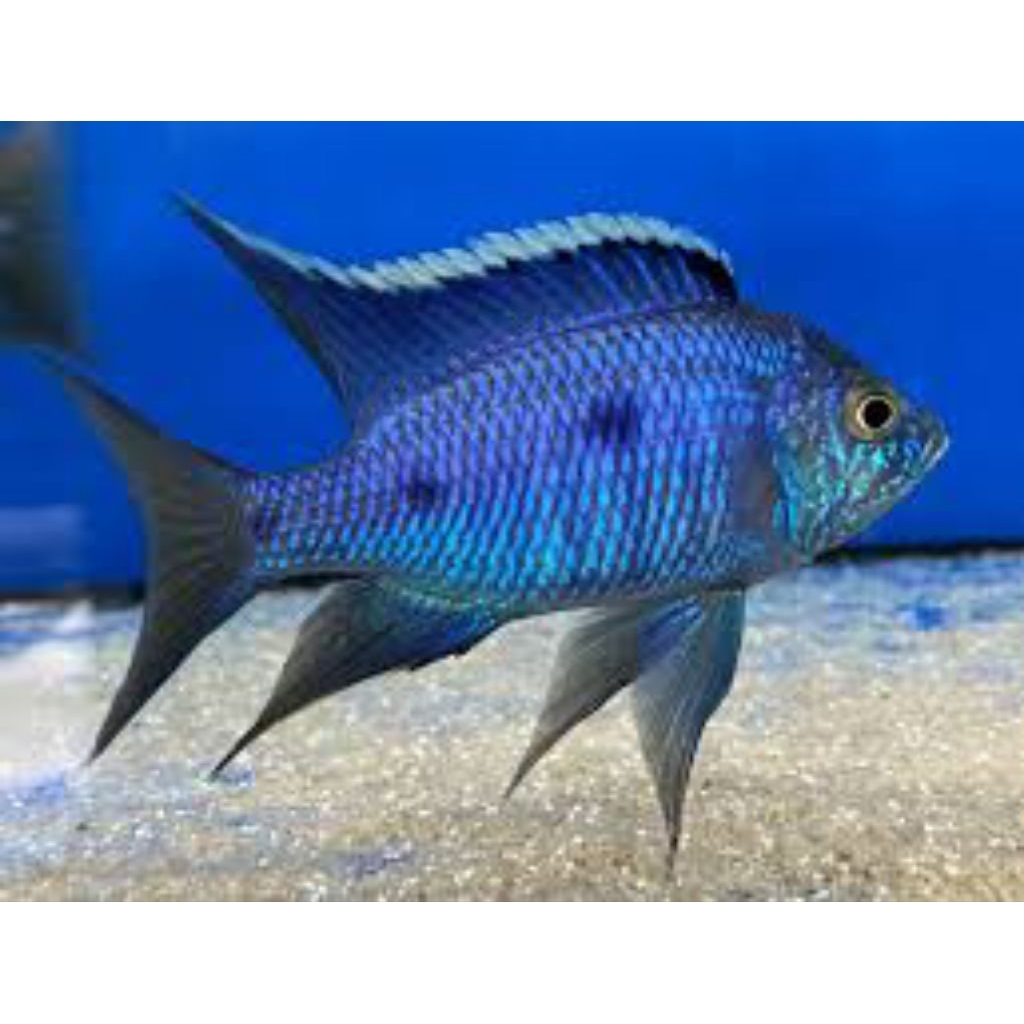 Copadichromis Azureus Cichlid Afrika