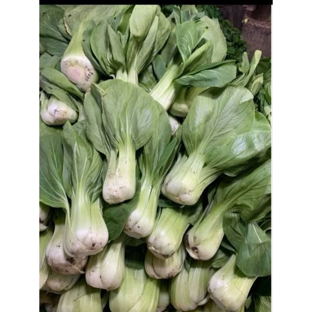 Sawi daging pakchoy fress /pakchoy/sawi daging segar