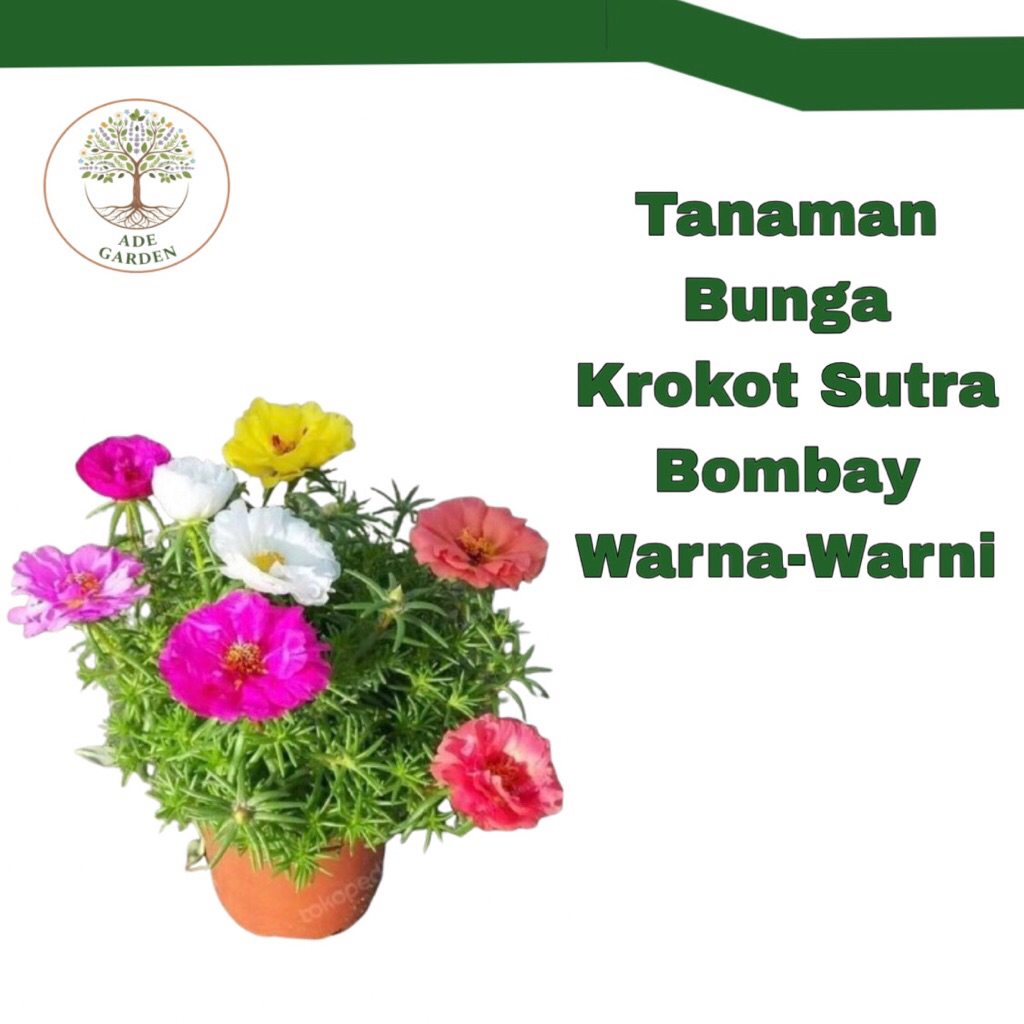 Tanaman Bunga Krokot Sutra Bombay Rimbun Krokot Bunga Warna Warni Kembang Mix Merah Putih Kuning Dll