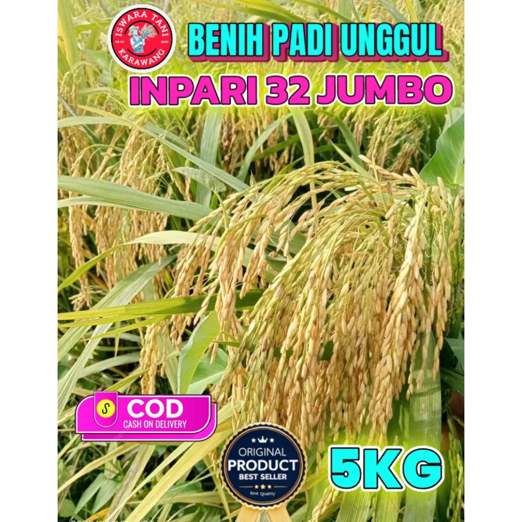 BENIH PADI UNGGUL BERKUALITAS INPARI 32 JUMBO KEMASAN 5KG