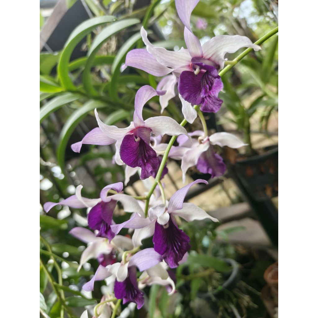 Dendrobium indonesia raya blue