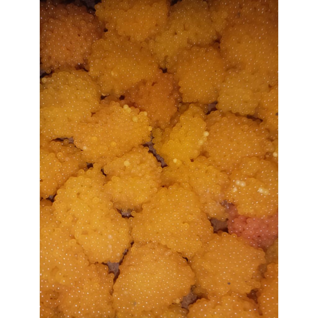 Ts telur sapu sapu lobang yupee / kering umpan gacor galatama lele/bawal cocok buat induk dan ikan r