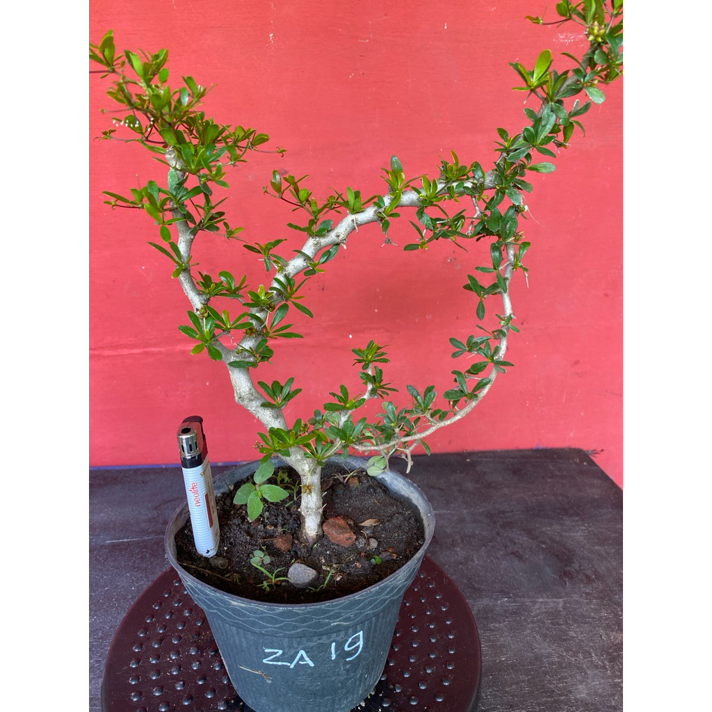 Bahan Bonsai Black Olive.