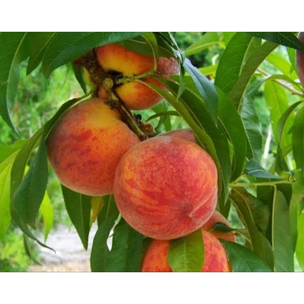 Bibit Peach Holland besar