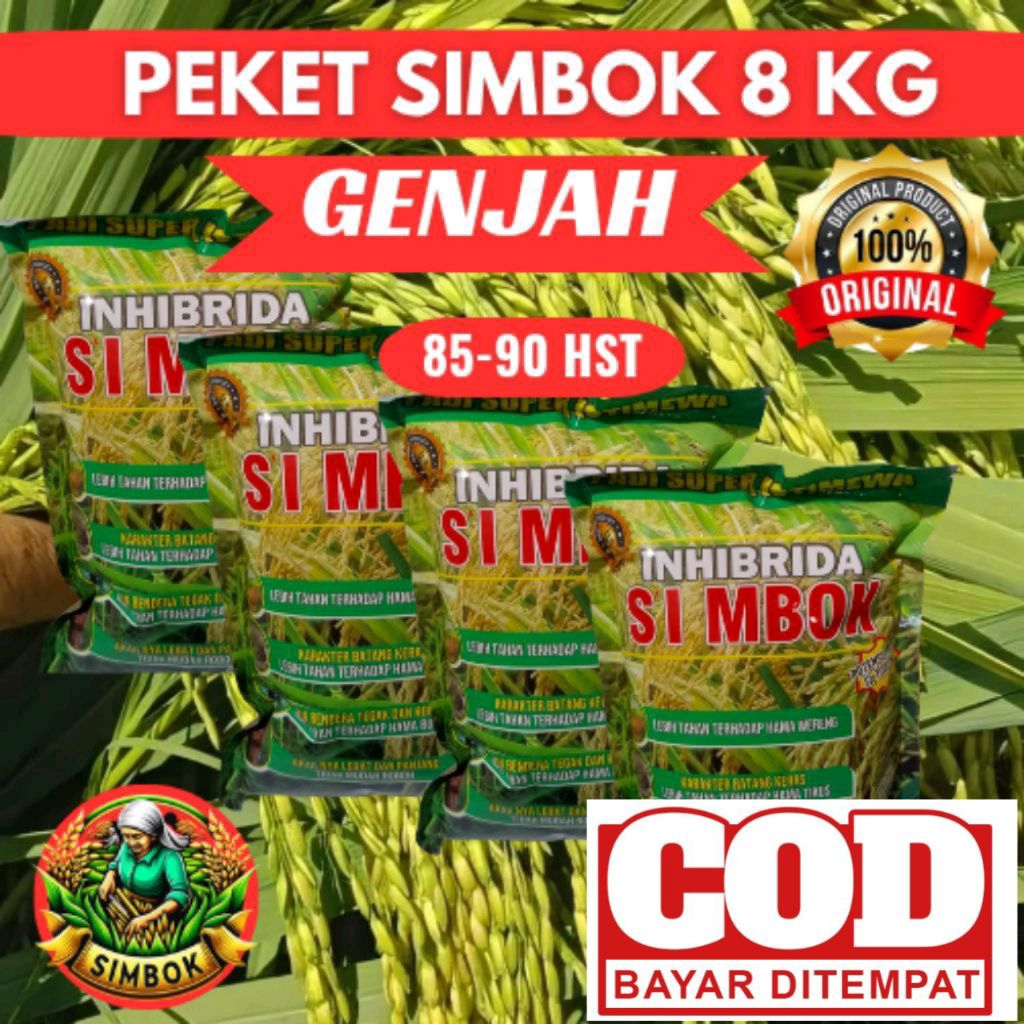 (8kg GENJAH) PADI SIMBOK UMUR PENDEK 85-90 HST