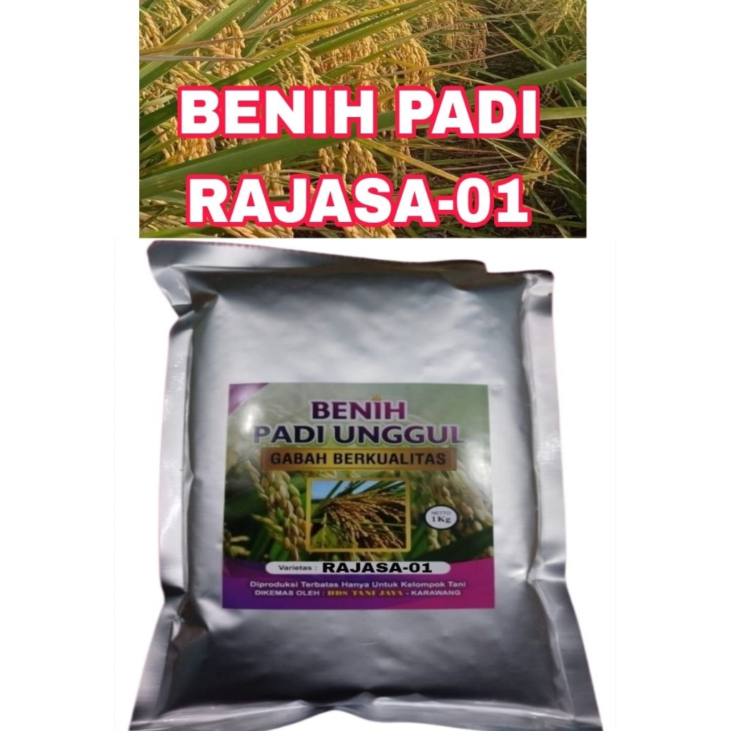 Benih padi RAJASA-01 SUPER UNGGUL original Bersertifikat LABEL PUTIH