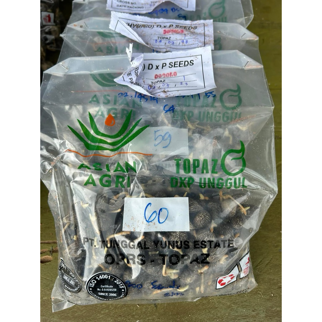 bibit kecambah sawit unggul bersertifikat topaz