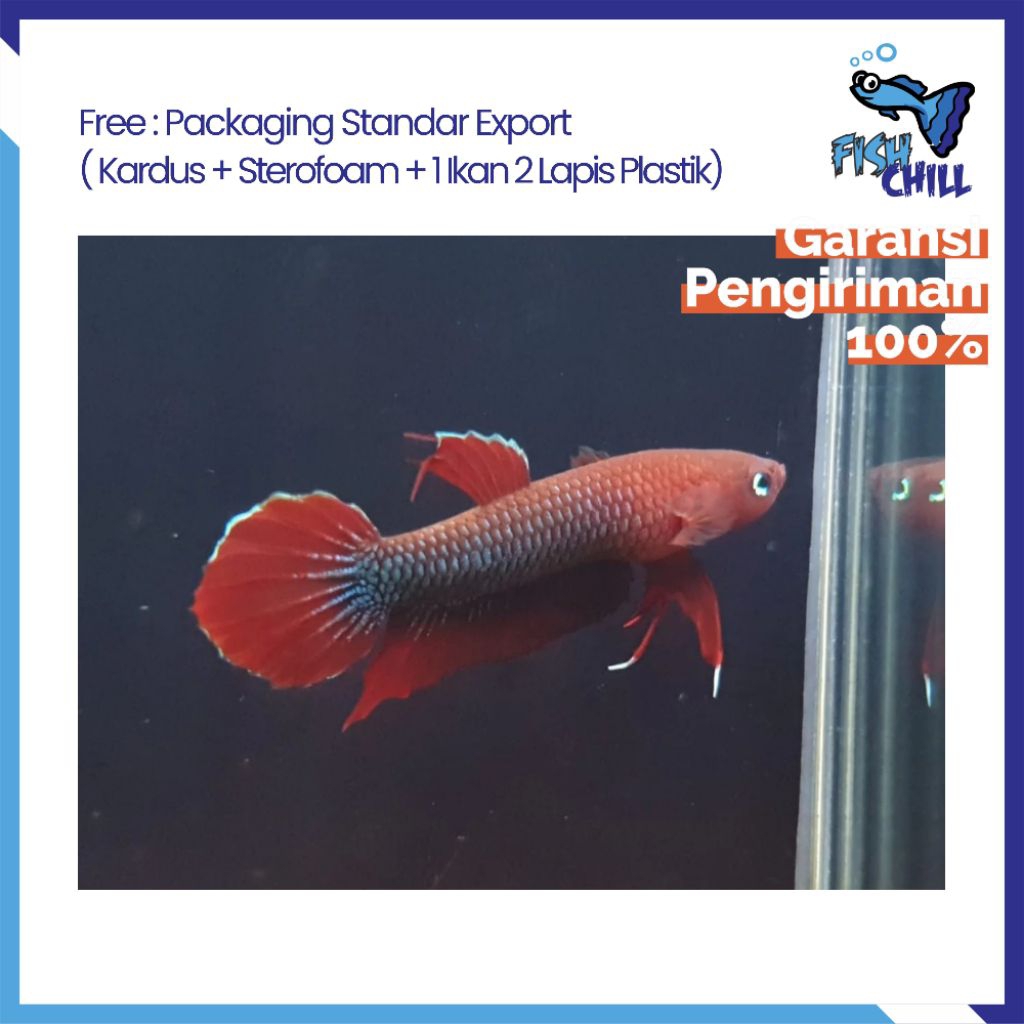 Hiasan Aquarium • WILD BETTA SP JADE / GREEN API API / MULYADI ENDEMIK ALAM JAMBI • Tangkapan Alam I