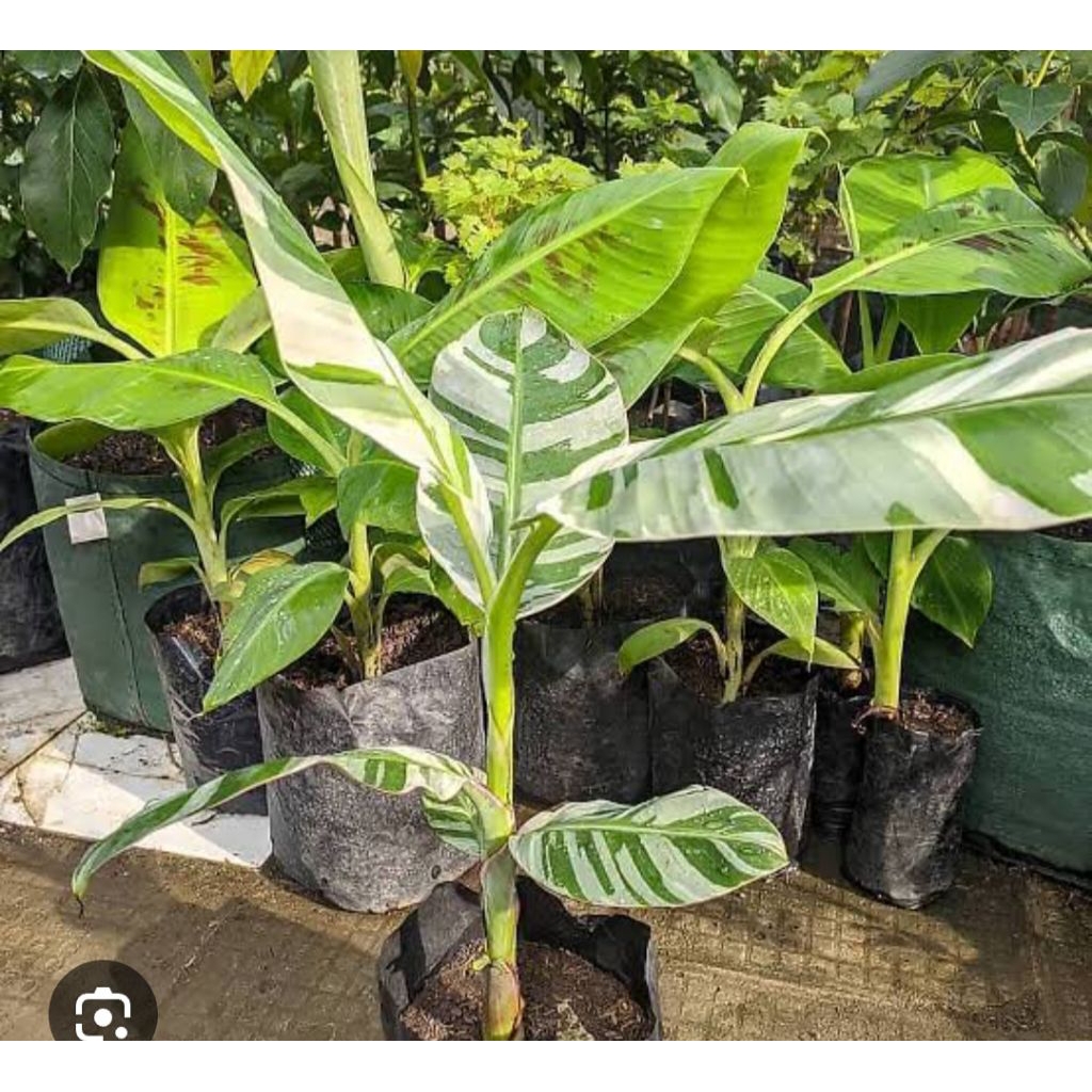 Tanaman hias pisang varigata / pisang varigata