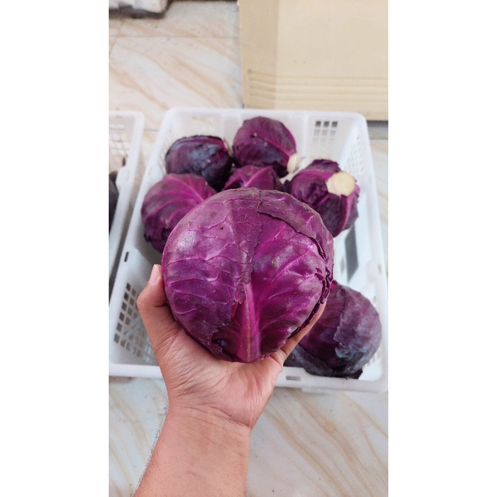 KOL MERAH/UNGU 1Kg MURAH HEMAT