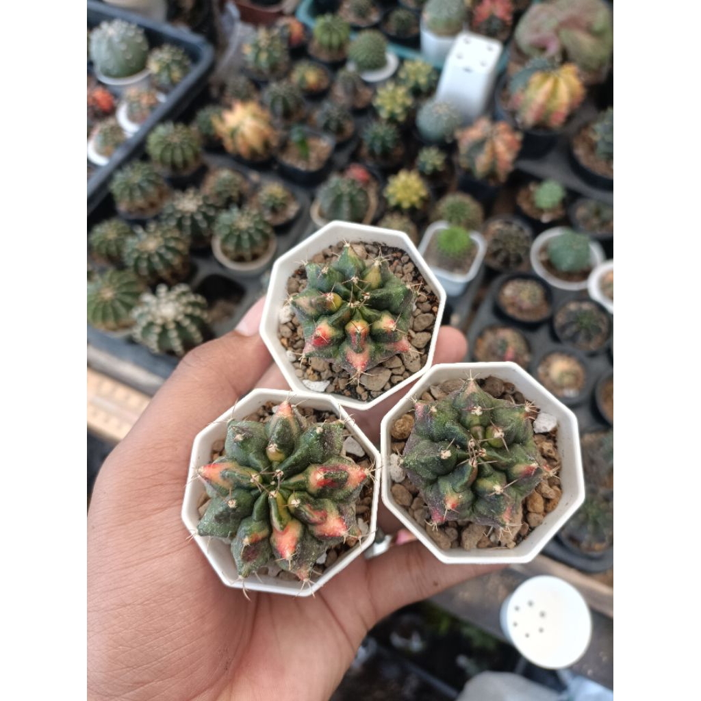 kaktus gymno red dragon dari indukan ownroot