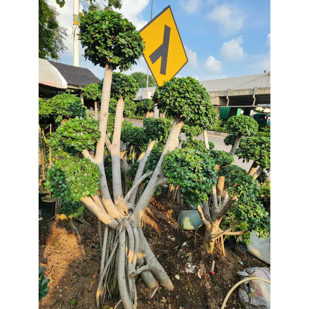 pohon bonsai dolar mikro