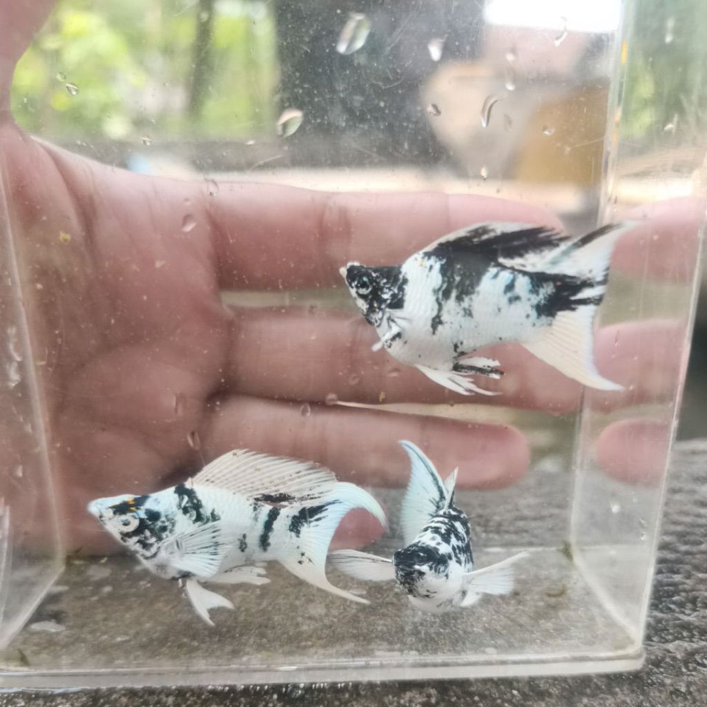 molly zebra lyretail