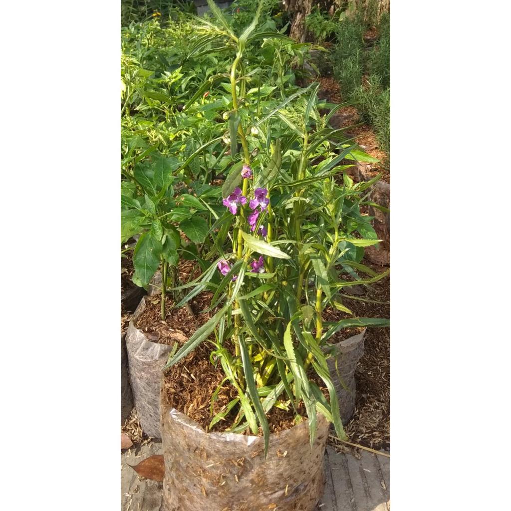 Tanaman lavender/ tanaman pengusir nyamuk