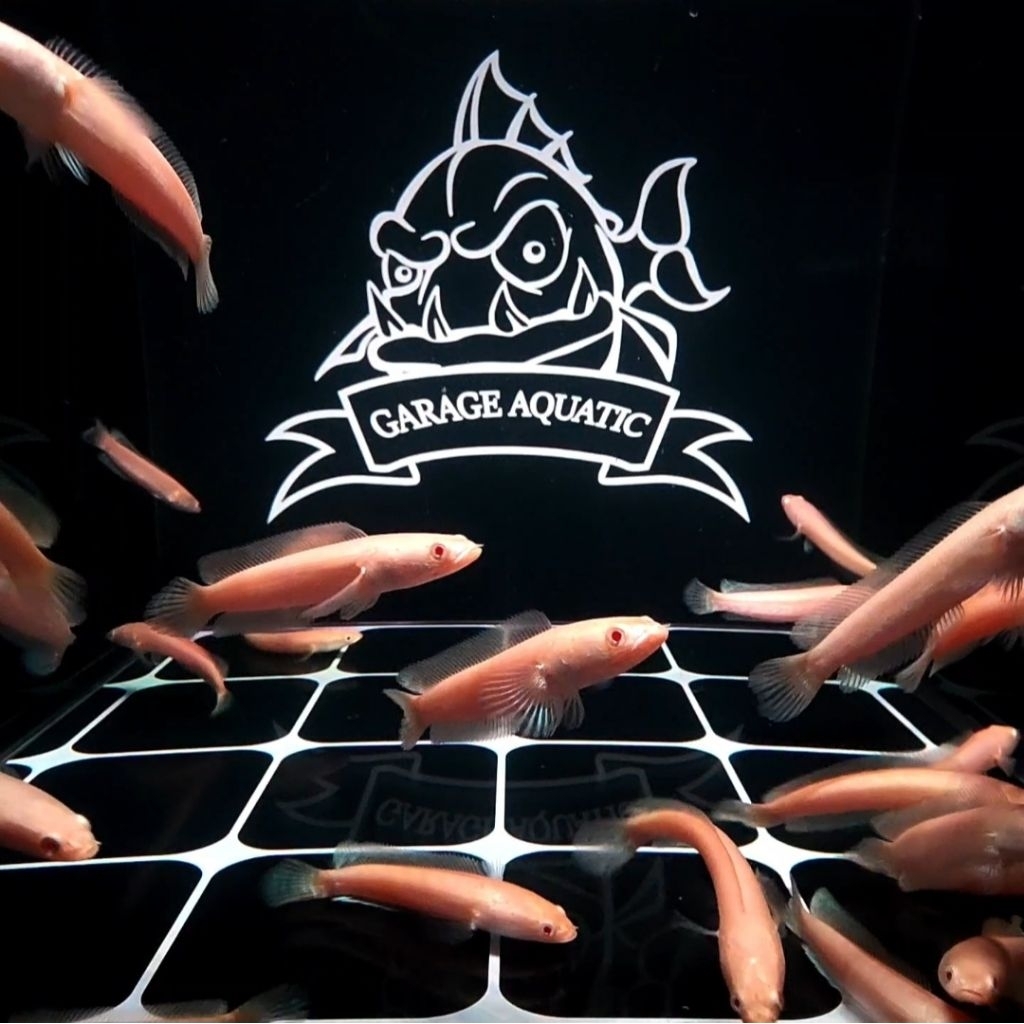 (INSTANT) CHANNA STRIATA ALBINO IKAN HIAS PREDATOR AQUARIUM KOLAM