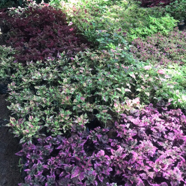 PAKET HEMAT 4 Macam Tanaman Miana Rimbun Sudah Berakar Tanaman Hias Miana 4 Macam Paket Hemat