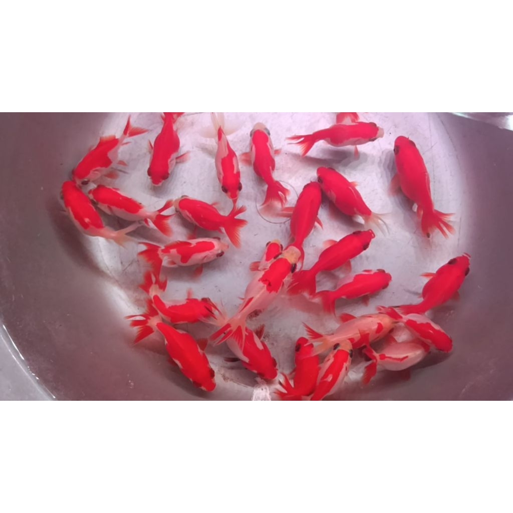 HIASAN-KOKI OST MIX/ORANDA SHORT TAIL/HIASAN AQUACAPE-paket 10ekor