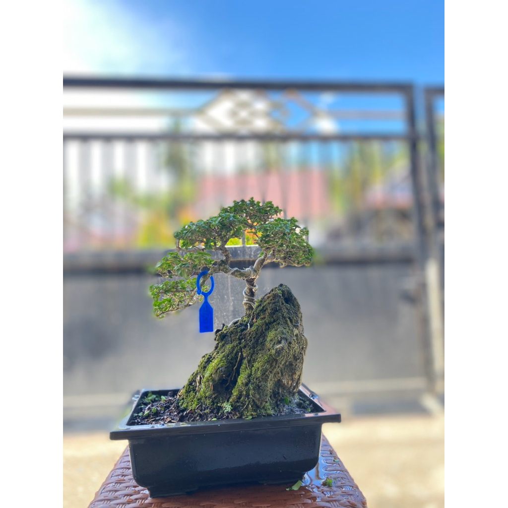 Bonsai siap pajang sancang