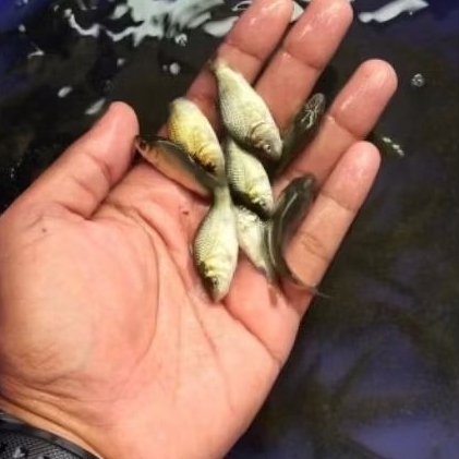 bibit ikan mas Majalaya untuk budidaya paket.