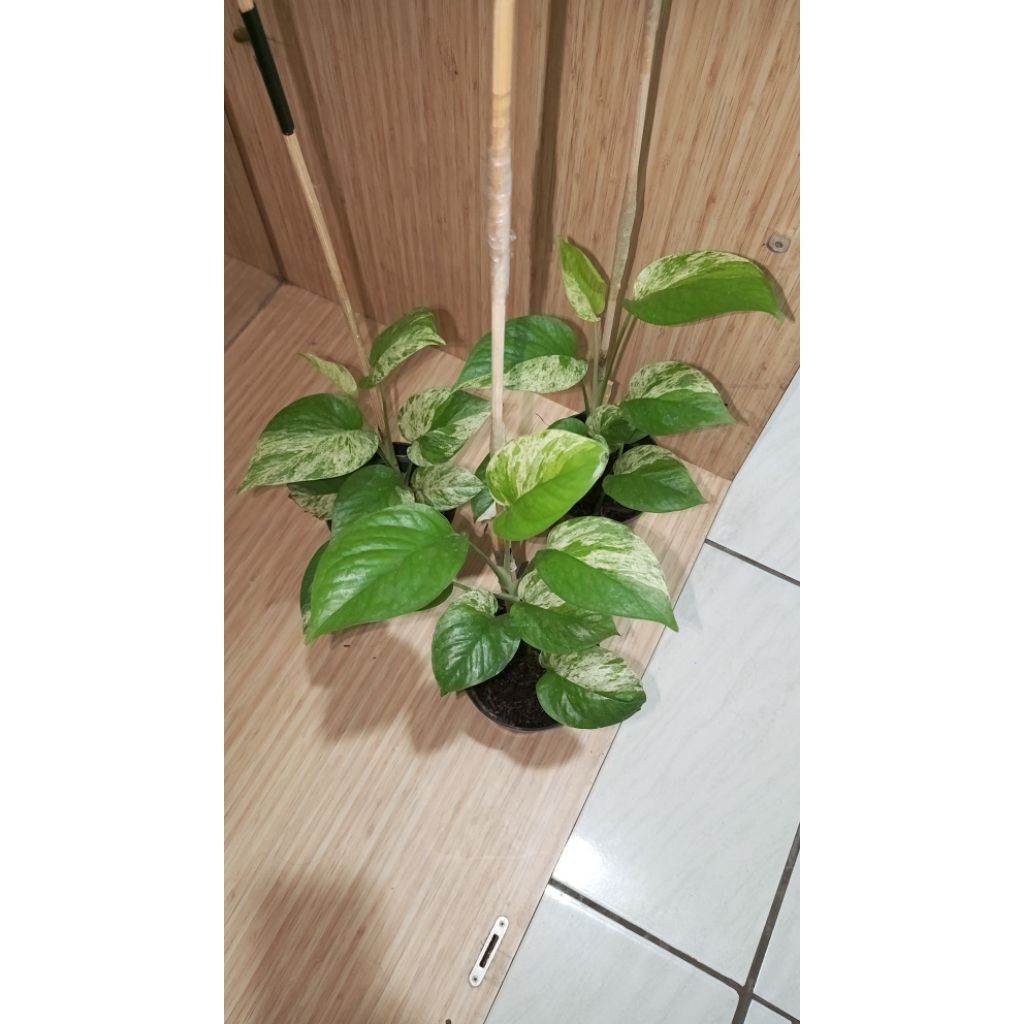 Tanaman hias Epipremnum marble variegata