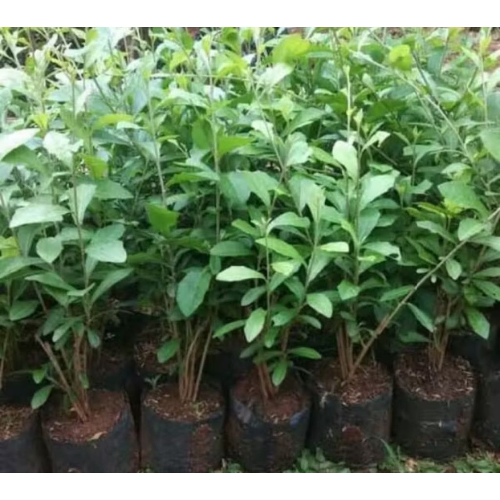 Pohon Teh tehan untuk dekorasi depan rumah