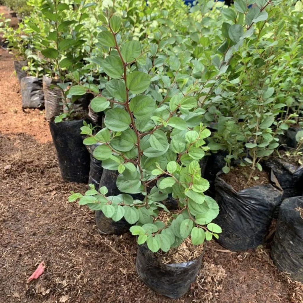 PROMO POHON BIDARA ARAB ASLI TINGGI 40-50CM - POHON BIDARA ARAB MURAH SIAP TANAM