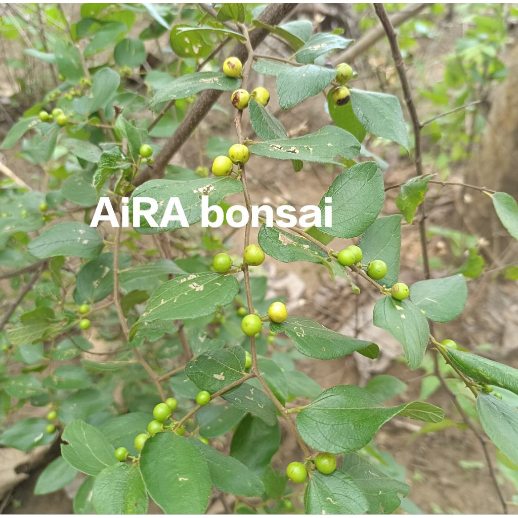 bahan bonsai bidara dongkelan