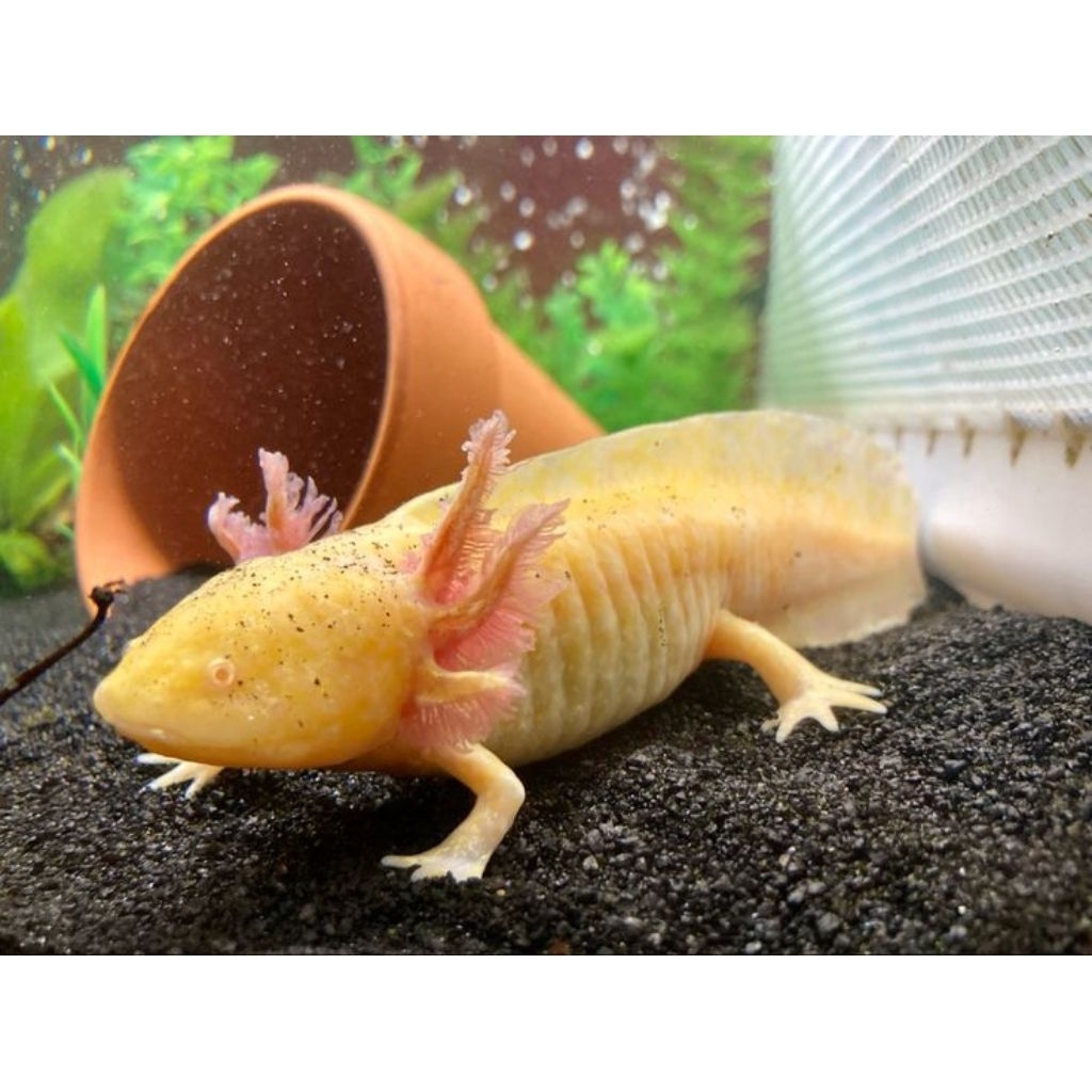 MAINAN | AXOLOTL | GOLDEN | AKSESORIS