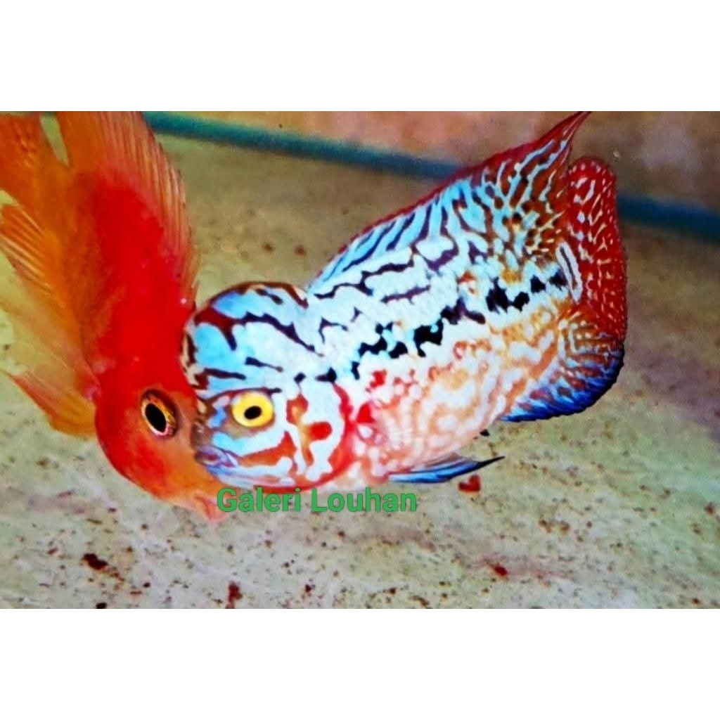 Burayak Kamfa f2 VVIP by Long Kumfa Thailand 2-3cm