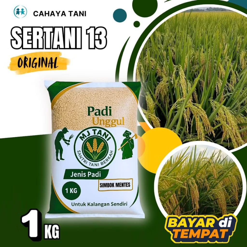 Bibit padi unggul benih padi kering berkualitas SERTANI 13