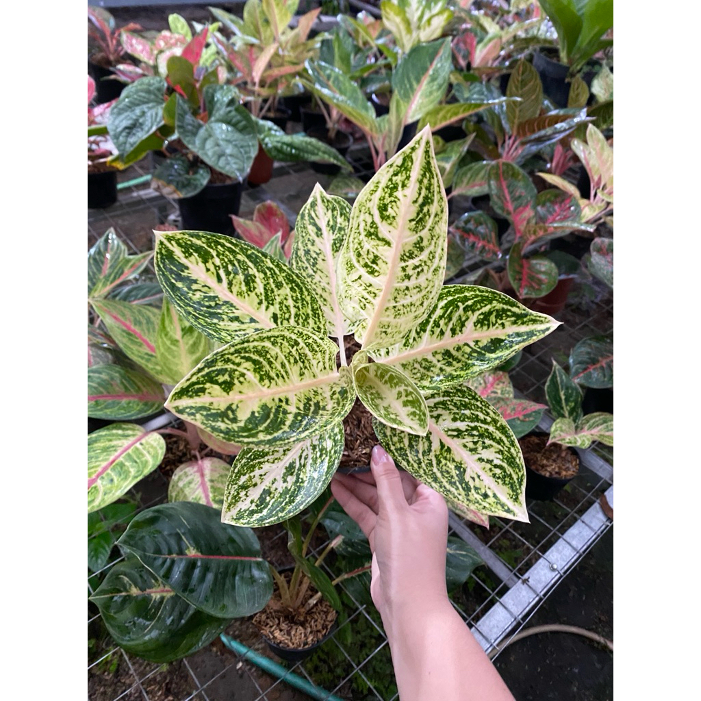 AGLAONEMA WIDURI PUTIH murce