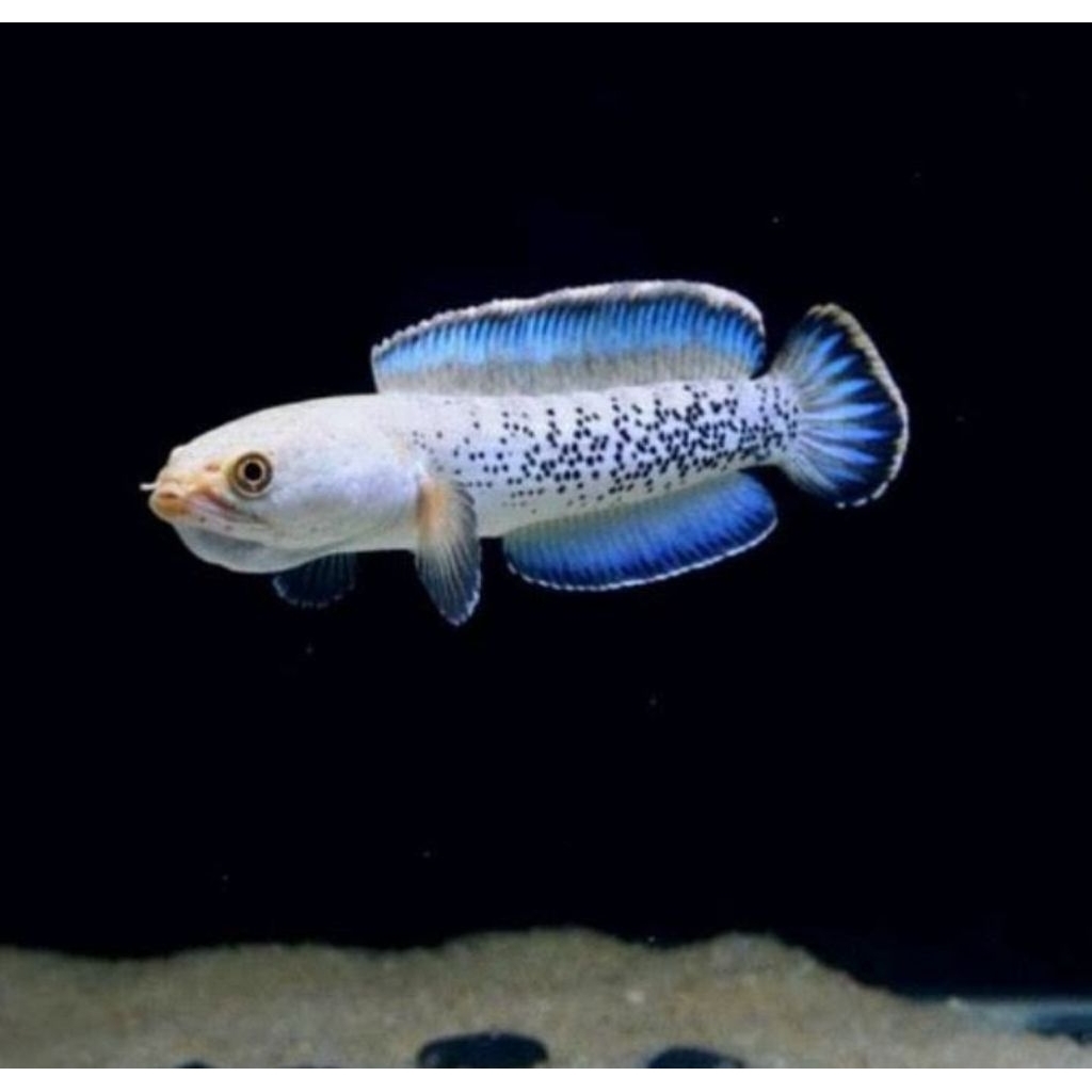 stiker blue pulchra 12-14cm flering