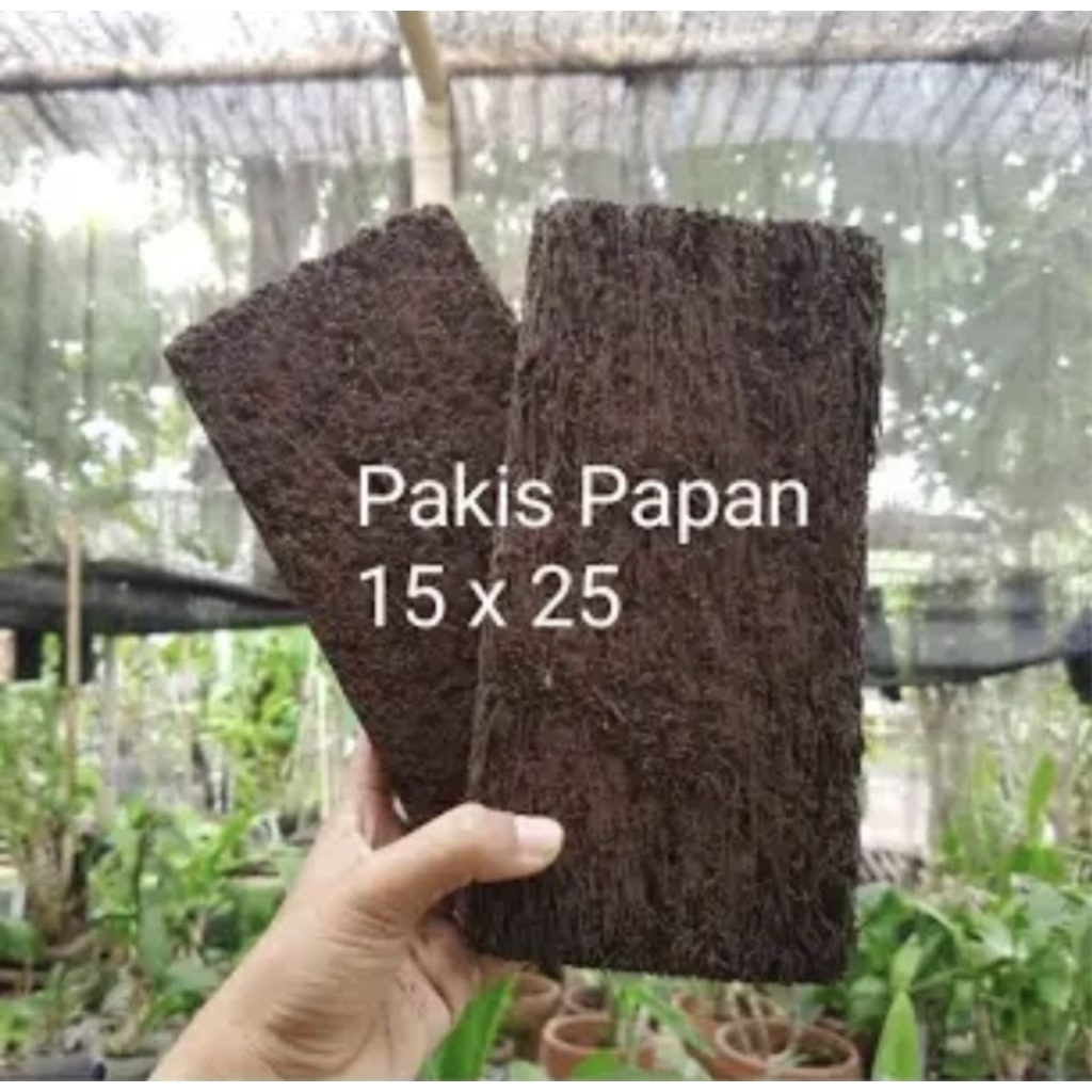Media tanam pakis papan, pakis lempengan, media anggrek, Pakis Papan Murah