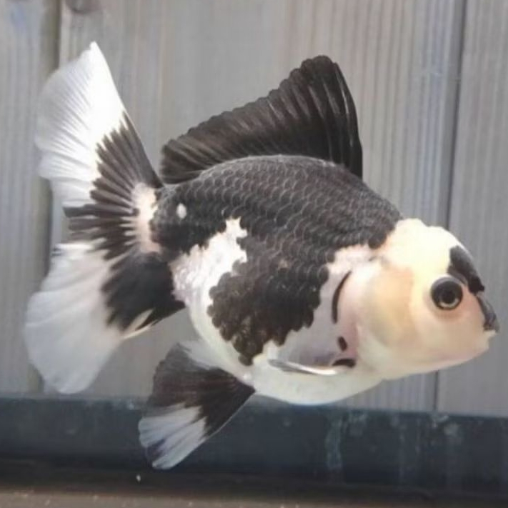 ikan mas koki oranda panda top quality