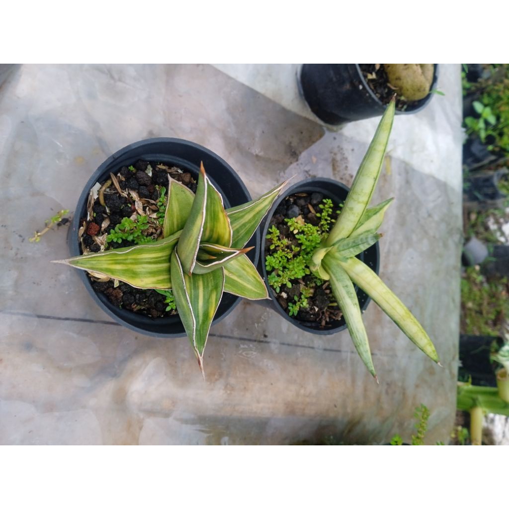 paket sanse varigata