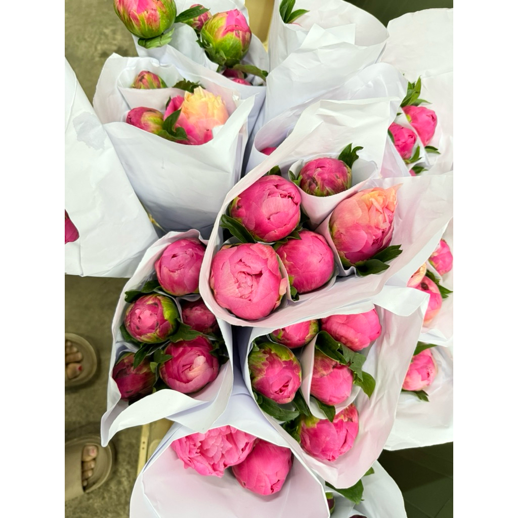 Bunga Peony Segar Asli Import