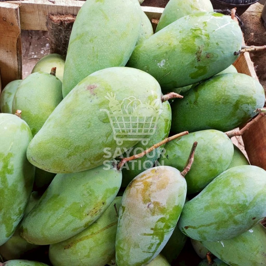 Mangga Kiojay Mengkal Jumbo ±1kg per biji | Cocok Buat Rujak | Asam Manis Segar