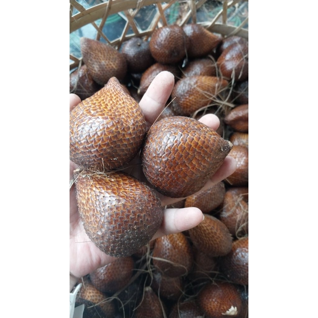 salak pondoh turi sleman 1kg manis