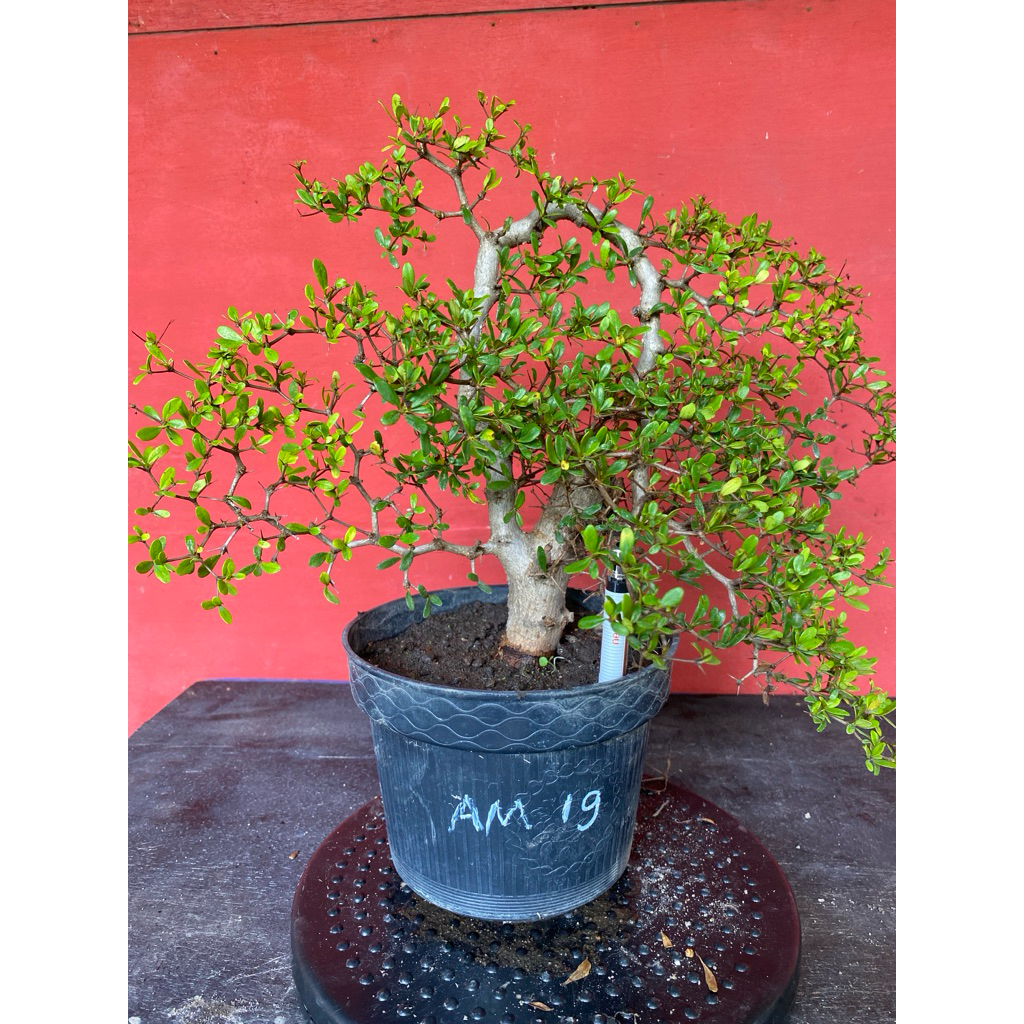 Bahan Bonsai Black Olive