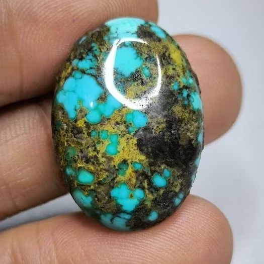 Pirus Persia Biru Fancy