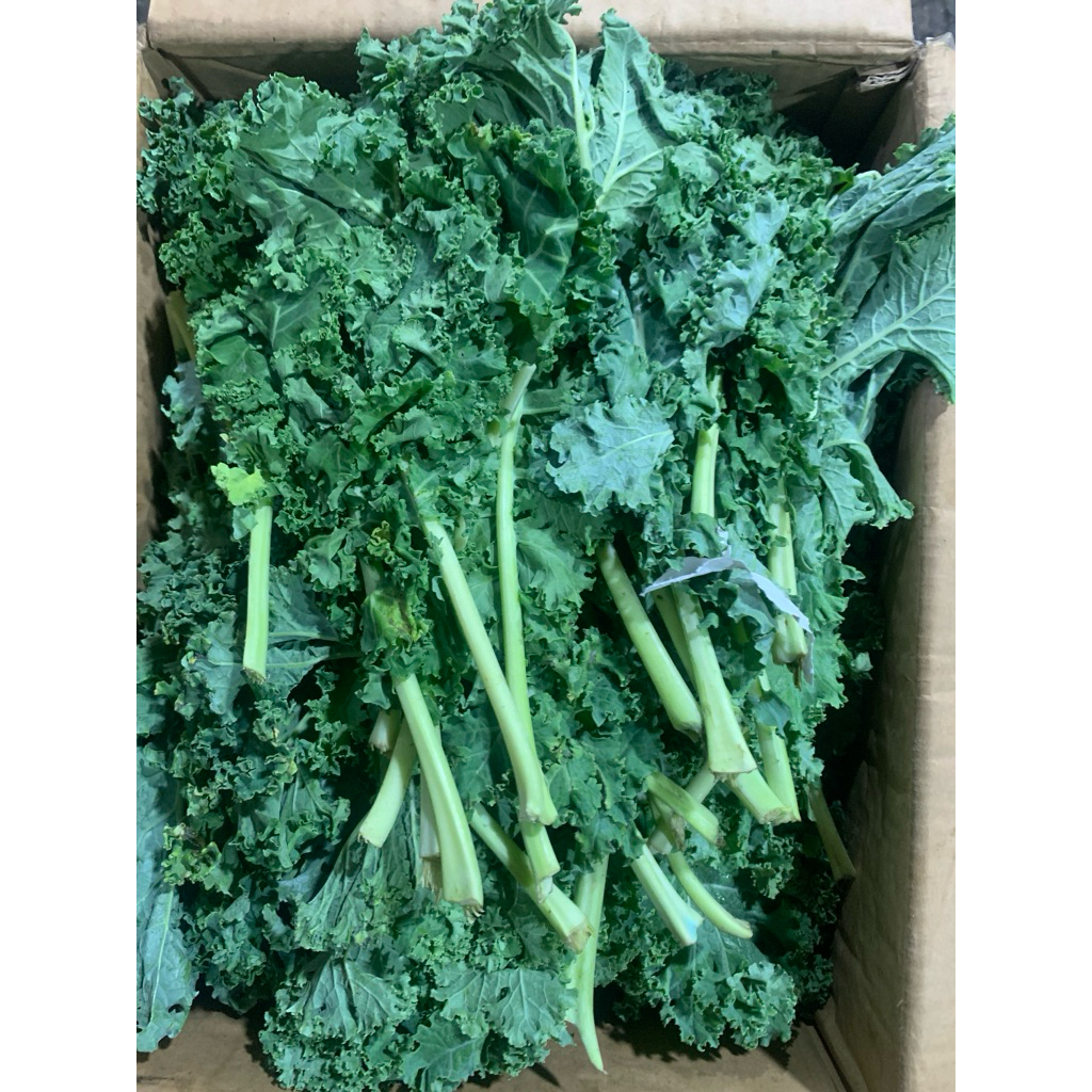 Daun Kale / Kale Curly Fresh