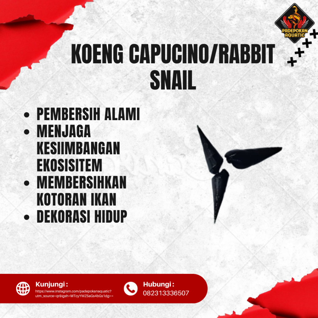 Keong Capucino / Rabbit Snail Hidup Pembersih Sisa Makanan & Alga Aquarium