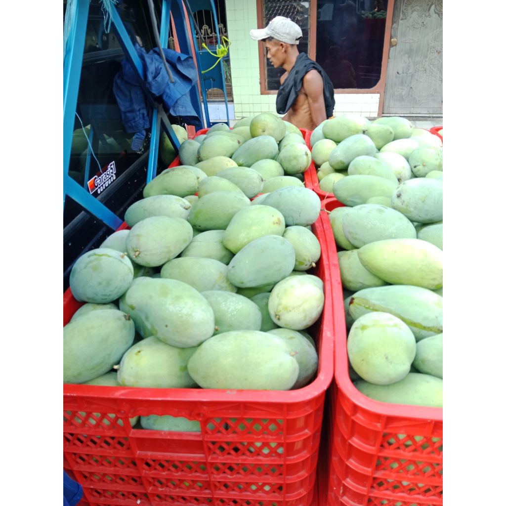 MANGGA GADUNG MENTAH/SETENGAH MATANG 1 KG