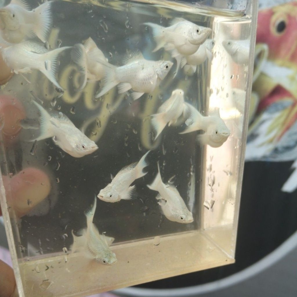 ikan molly balon platinum cawang