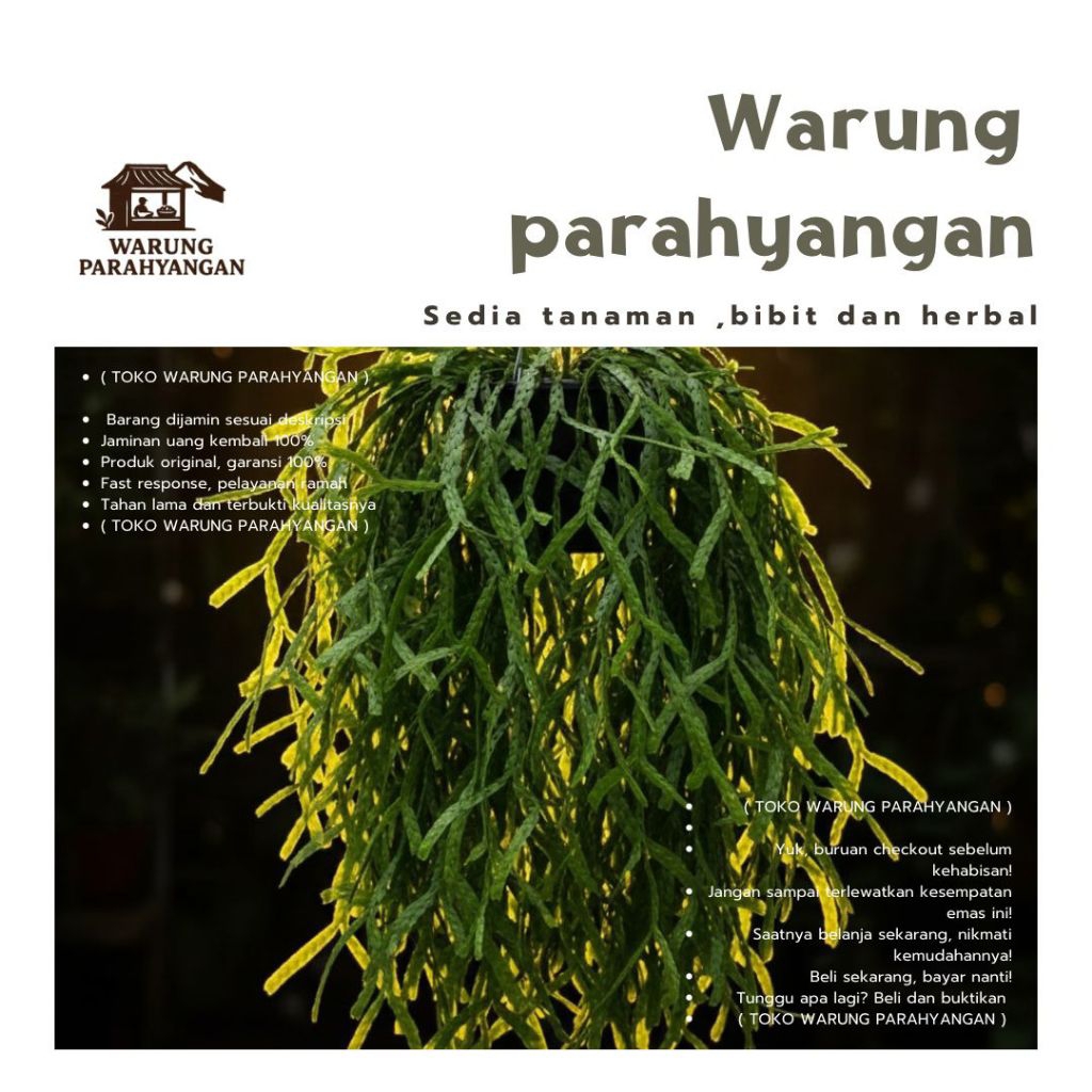 Huperzia nummularifolim - Tanaman rumpai - kumpai huperzia